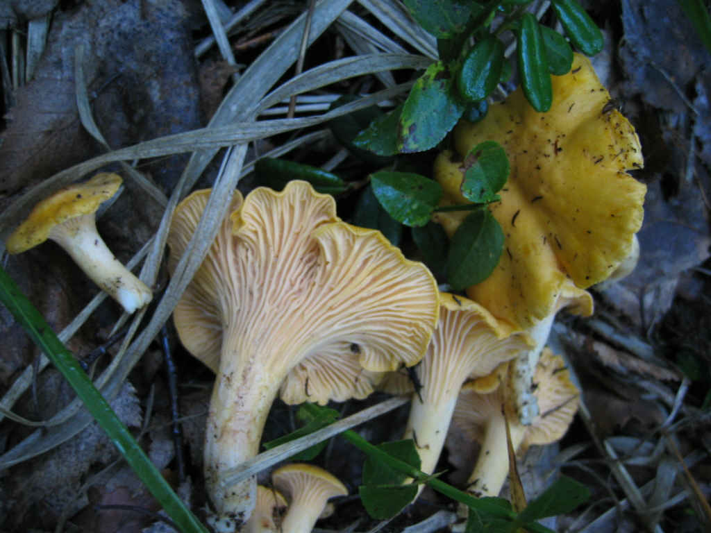 2005 :  Un anno di funghi